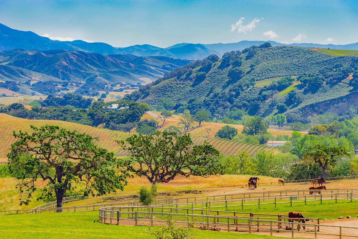 A green horse trail