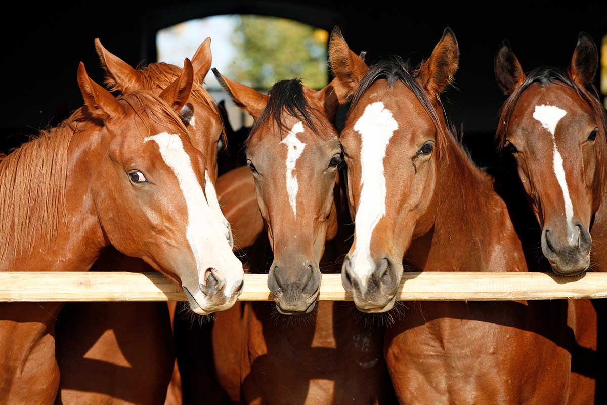 A group of horses in the stable