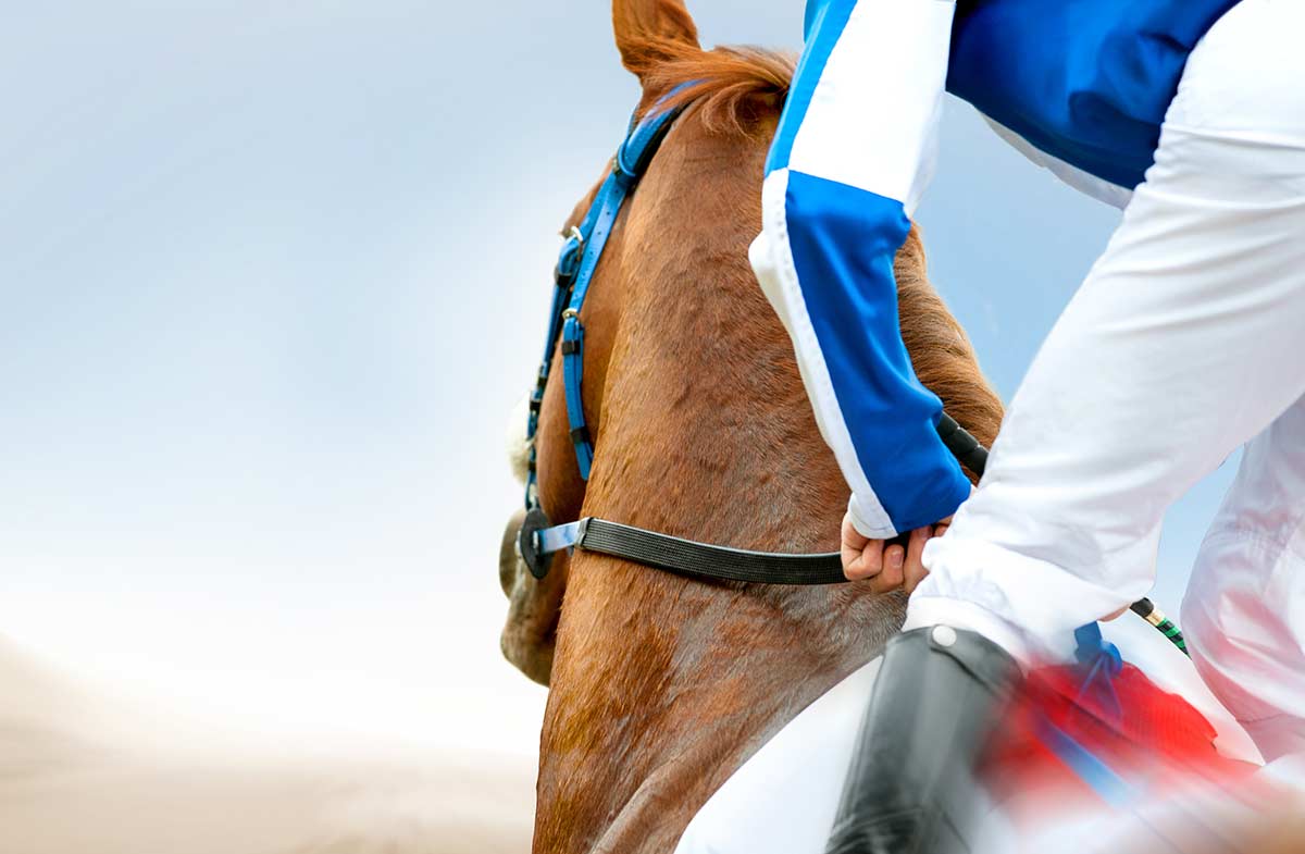 Horse and rider out for a ride