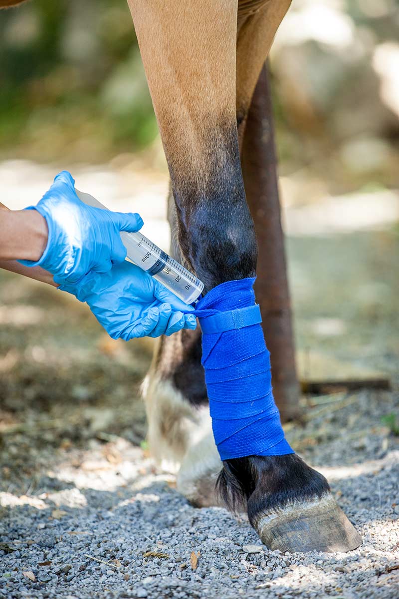 A vet injects a patient with medication