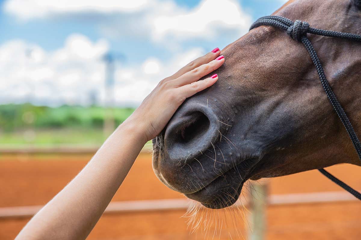 Someone comforting a horse