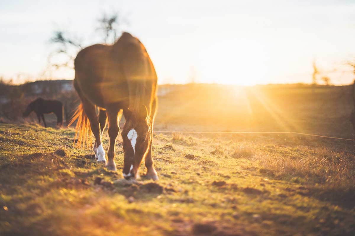 Horse grazing in a field