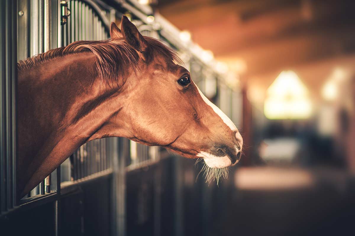 Horse in stables