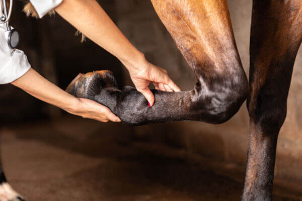 Veterinarian examining horse leg tendons