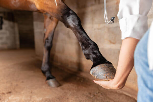 Veterinarian examining horse leg tendons. Selective focus on hoof.